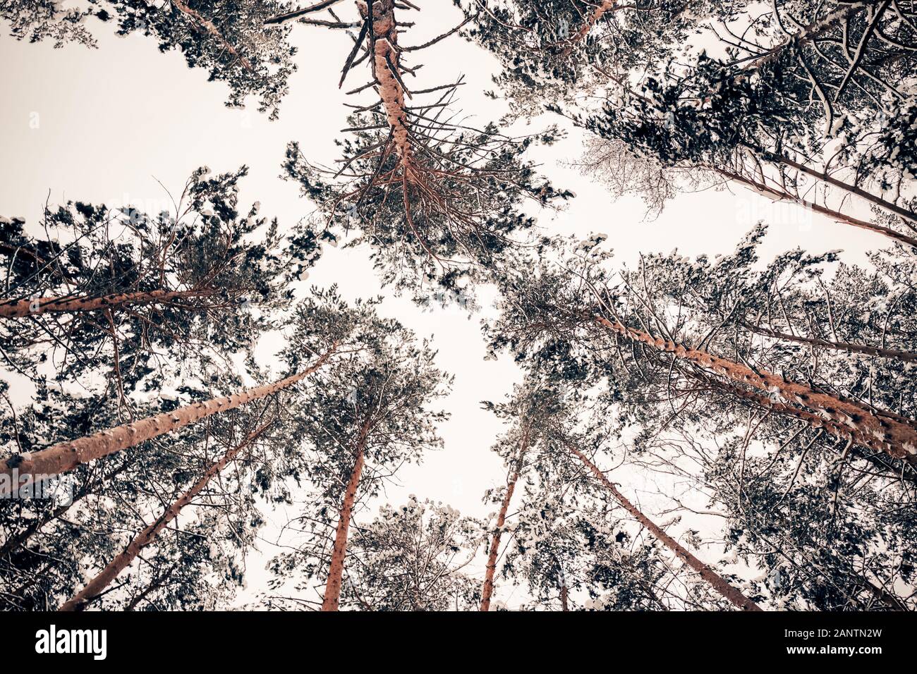 Vue de dessous de la cime des pins contre le ciel. Les branches des arbres sont couverts de neige blanche Banque D'Images