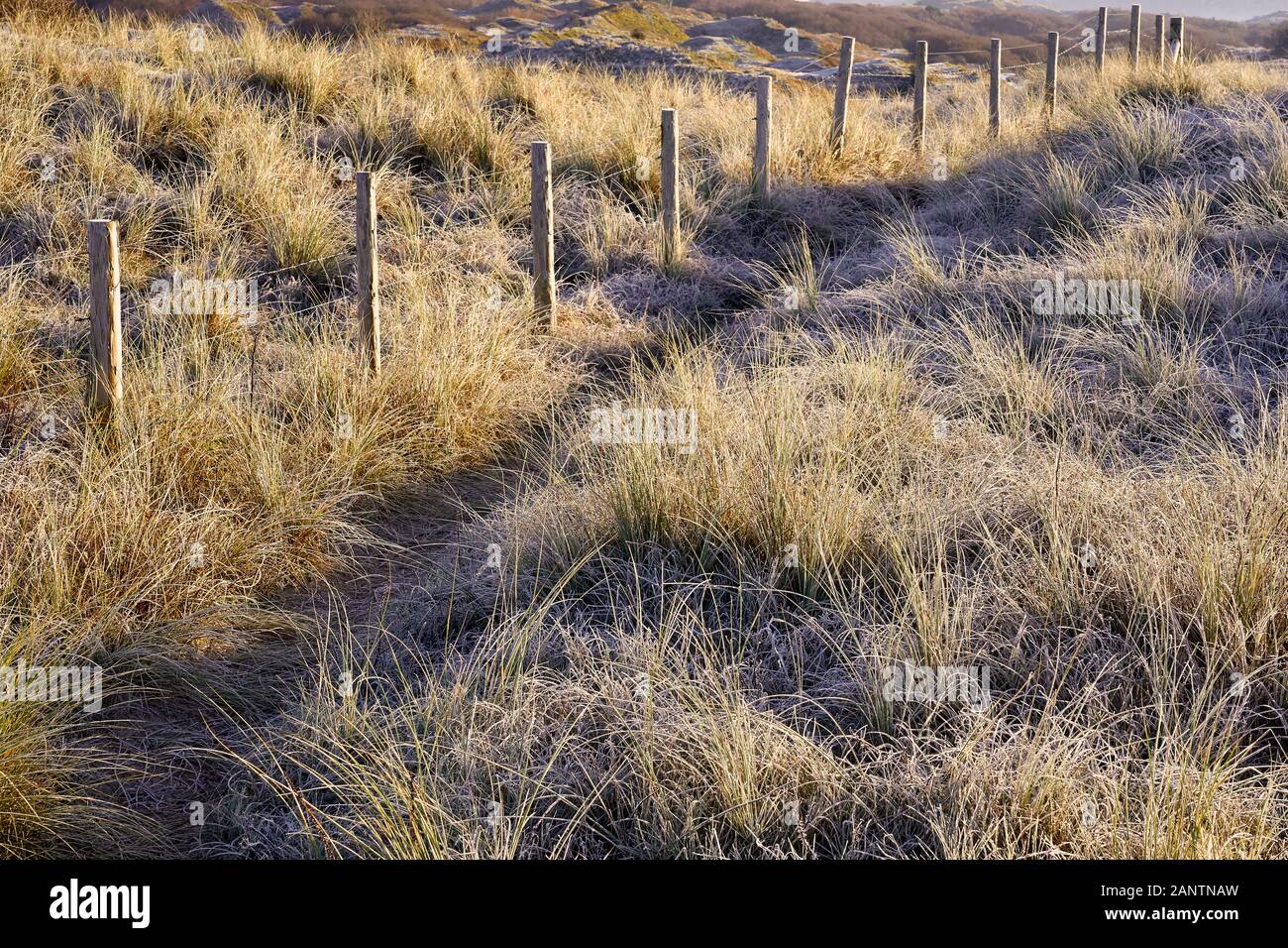 Dunes de Newton plage près de Porthcawl, Nouvelle-Galles du Sud Banque D'Images