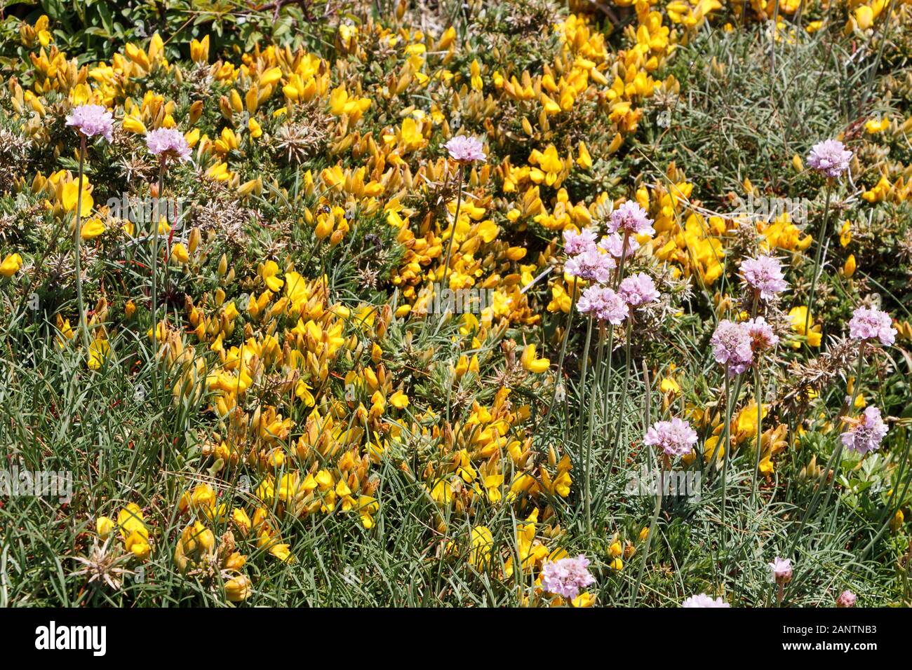 L'ajonc et sea thrift fleurs fleurs près de la côte en Bretagne Banque D'Images