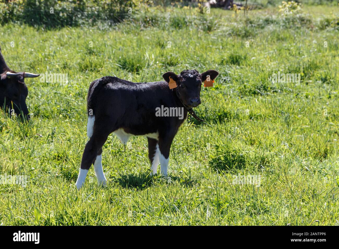 Pie Noire bretonne calf dans un champ en Bretagne Banque D'Images