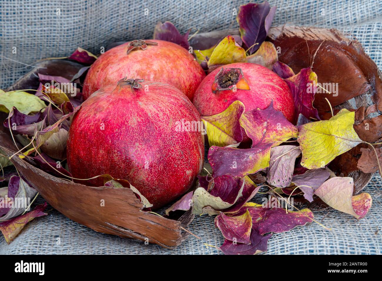 La vie encore. Close-up de fruits de grenade à l'automne feuillage coloré Banque D'Images