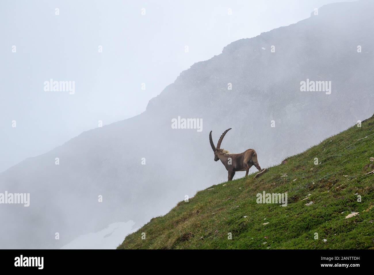 Capra ibex. Steinbock. La faune alpine, Kodnitztal Glocknergruppe dans la vallée dans les Alpes autrichiennes. L'Autriche. L'Europe. Banque D'Images