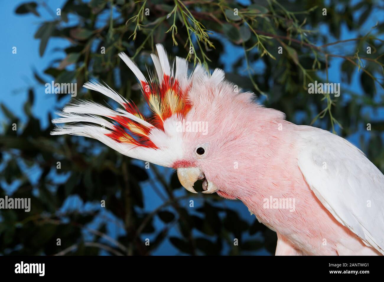 Cacatoès ROSE OU LE MAJOR MITCHELL'S COCKATOO cacatua leadbeateri, adulte, GROS PLAN DE TÊTE Banque D'Images