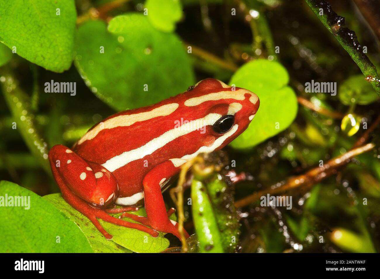 Grenouille epipedobates tricolor POISON fantasmatique, adulte Banque D'Images