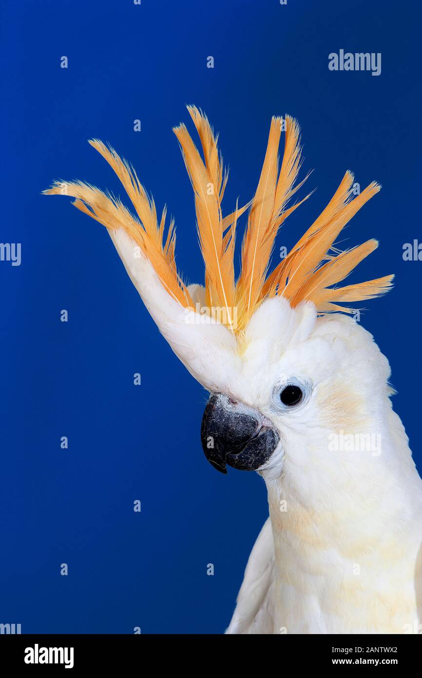 CITRON cacatoès soufré Cacatua sulphurea citrinocristata, PORTRAIT D'ADULTE Banque D'Images