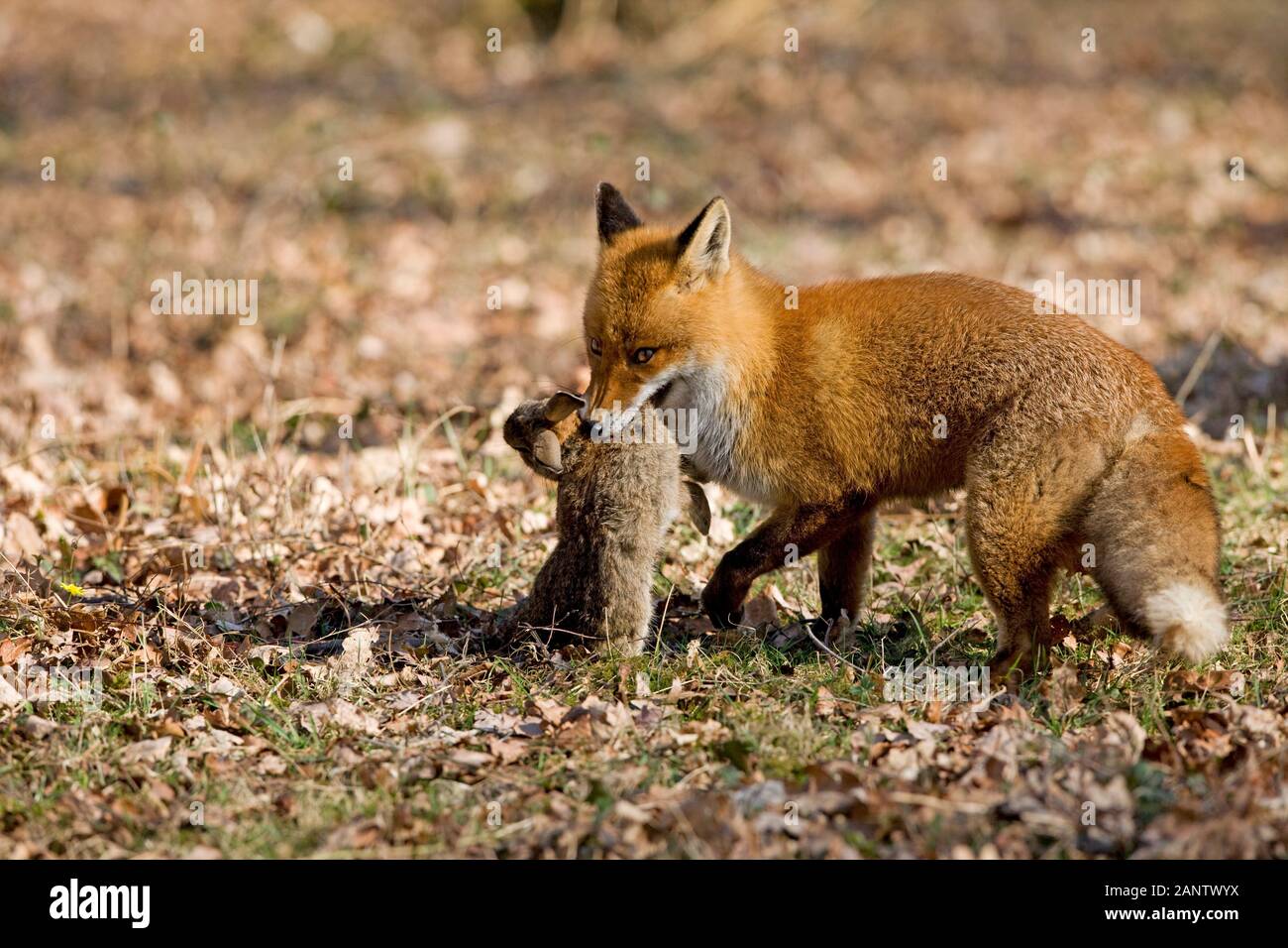 Le Renard roux Vulpes vulpes, HOMME AVEC UN LAPIN, TUER LA NORMANDIE EN FRANCE Banque D'Images