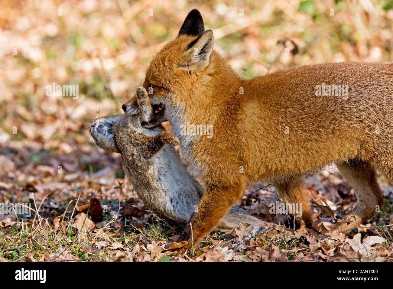 Le Renard roux Vulpes vulpes, homme transportant, tuer un lapin, NORMANDIE EN FRANCE Banque D'Images