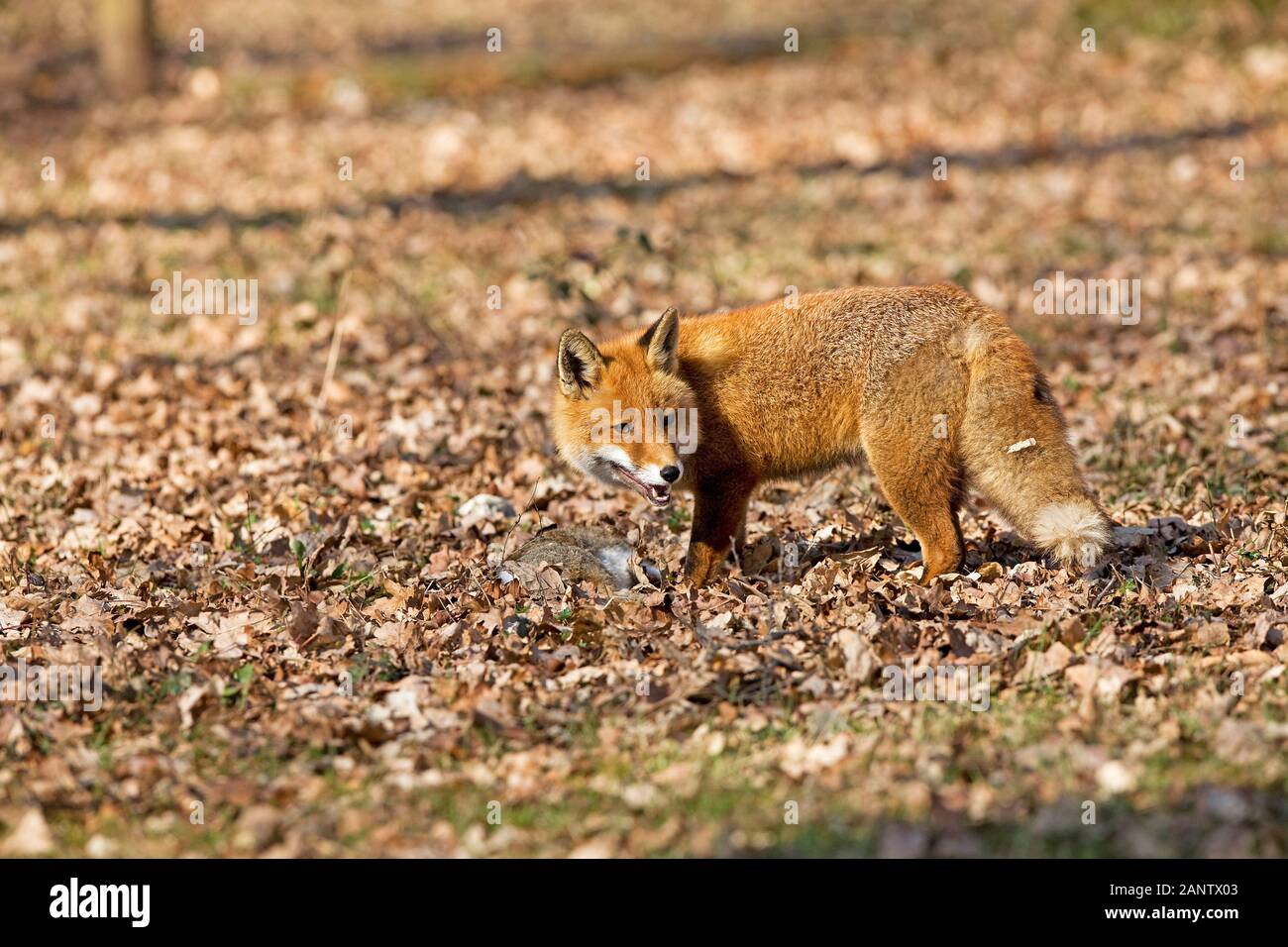 Le Renard roux Vulpes vulpes, HOMME AVEC UN LAPIN, TUER LA NORMANDIE EN FRANCE Banque D'Images