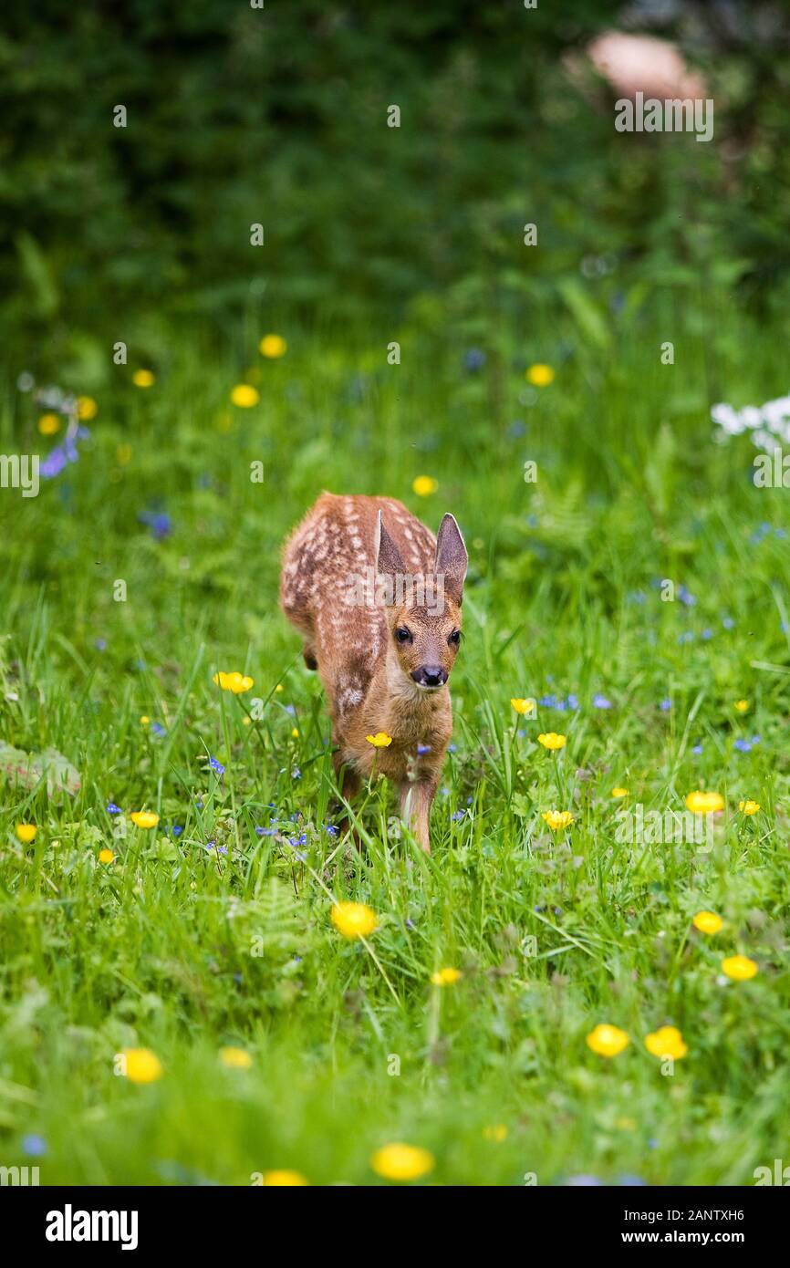 Le chevreuil capreolus capreolus, fauve avec fleurs, Normandie Banque D'Images