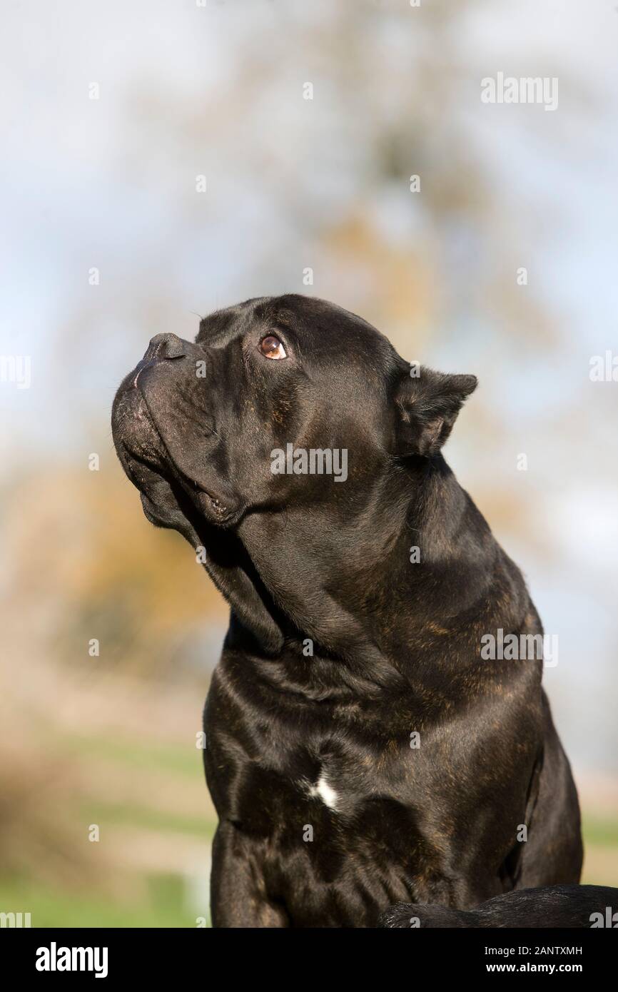 CANNE CORSO, CHIEN DE RACE ITALIENNE, PORTRAIT D'ADULTE Banque D'Images