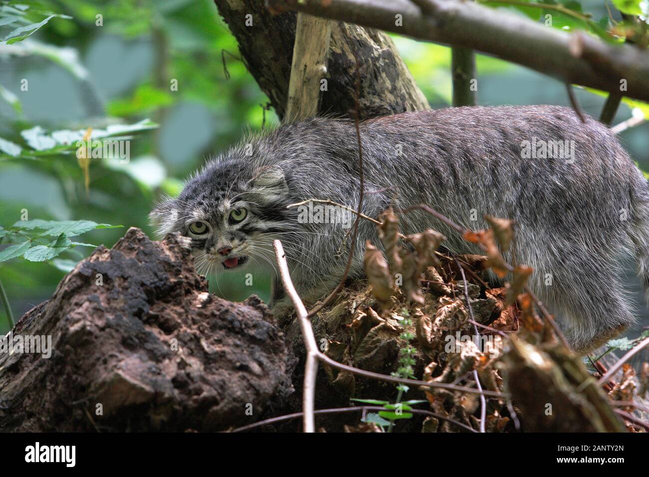 MANUL OU PALLAS'S CAT OTOCOLOBUS MANUL, ADULTE Banque D'Images