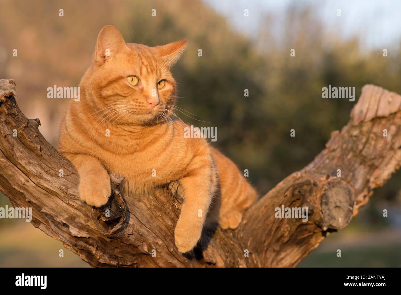 Ginger tabby chat dans un arbre Banque D'Images