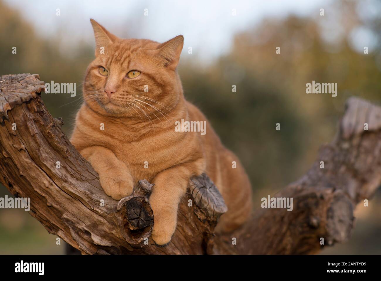 Ginger tabby chat dans un arbre Banque D'Images