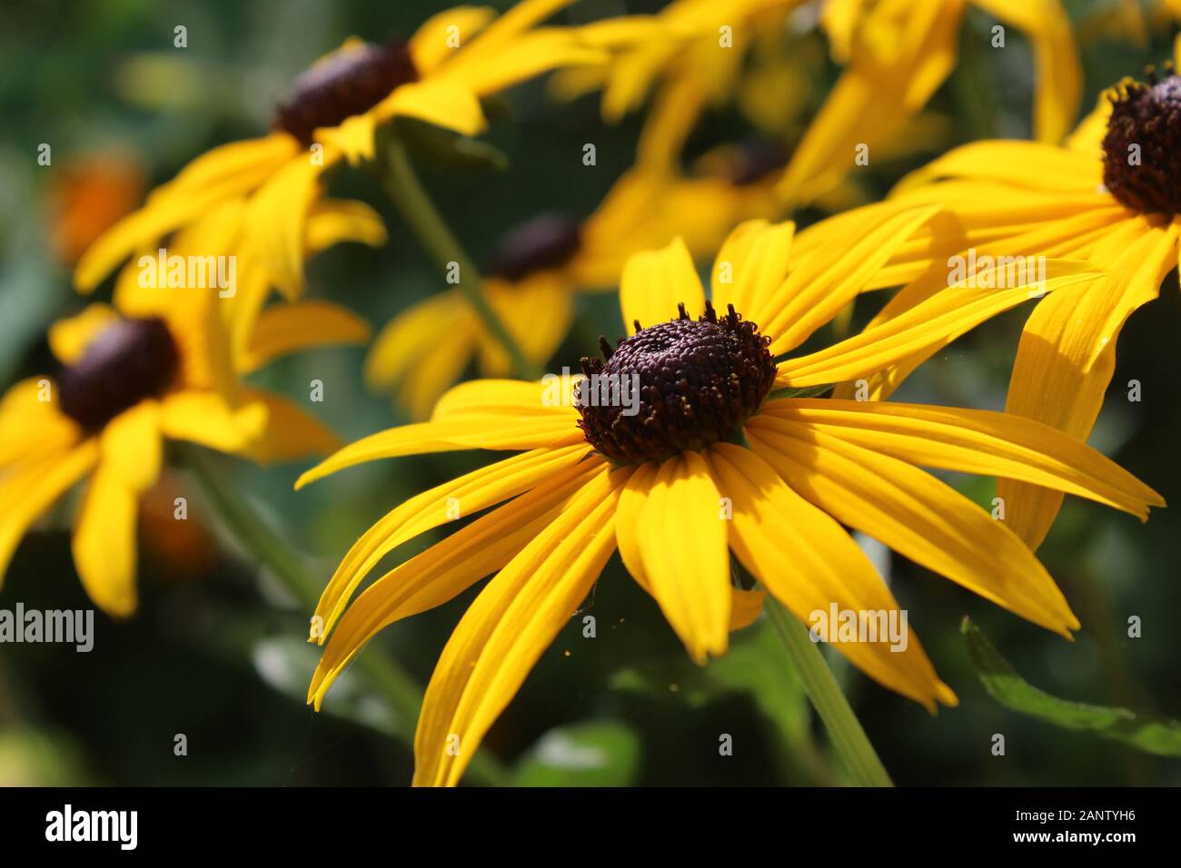 Les fleurs de couleur jaune lumineuse de Rudbeckia fulgida également connu sous le nom de la fleur, dans le cône de close up dans un parc naturel en plein air Banque D'Images