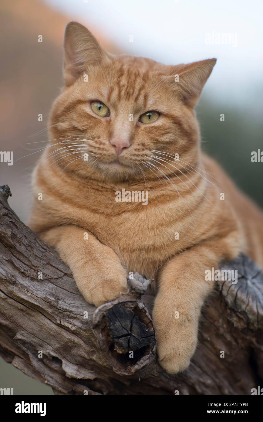 Ginger tabby chat dans un arbre Banque D'Images