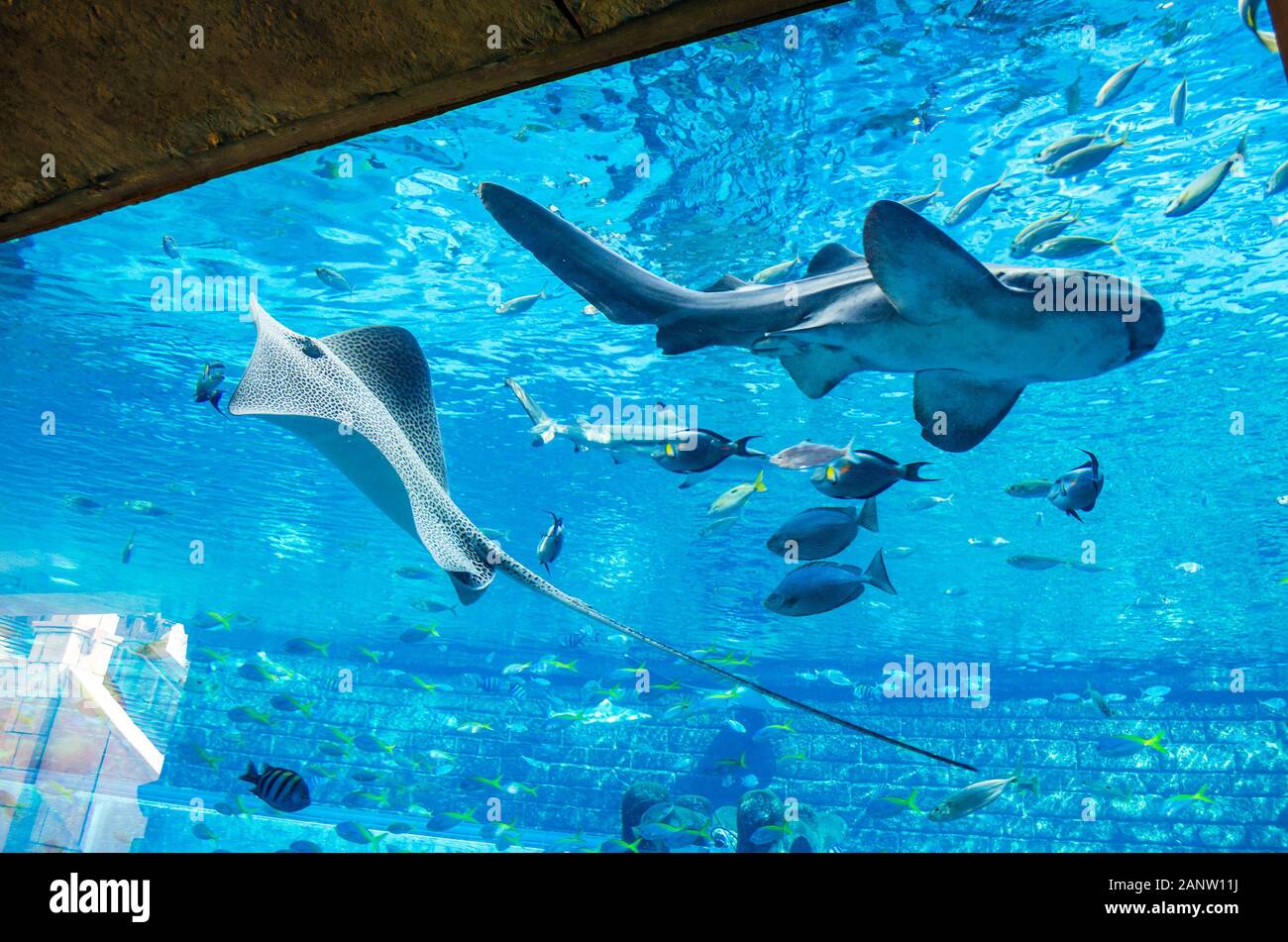 Intérieur de l'aquarium à l'acte de foi toboggan à Dubaï, Aquaventure