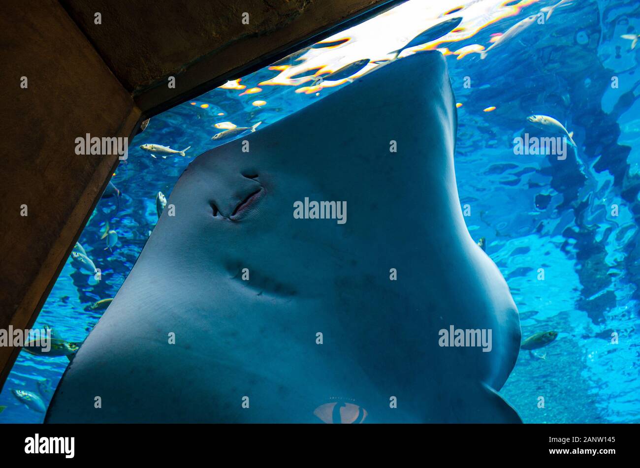 Intérieur de l'aquarium à l'acte de foi toboggan à Dubaï, Aquaventure