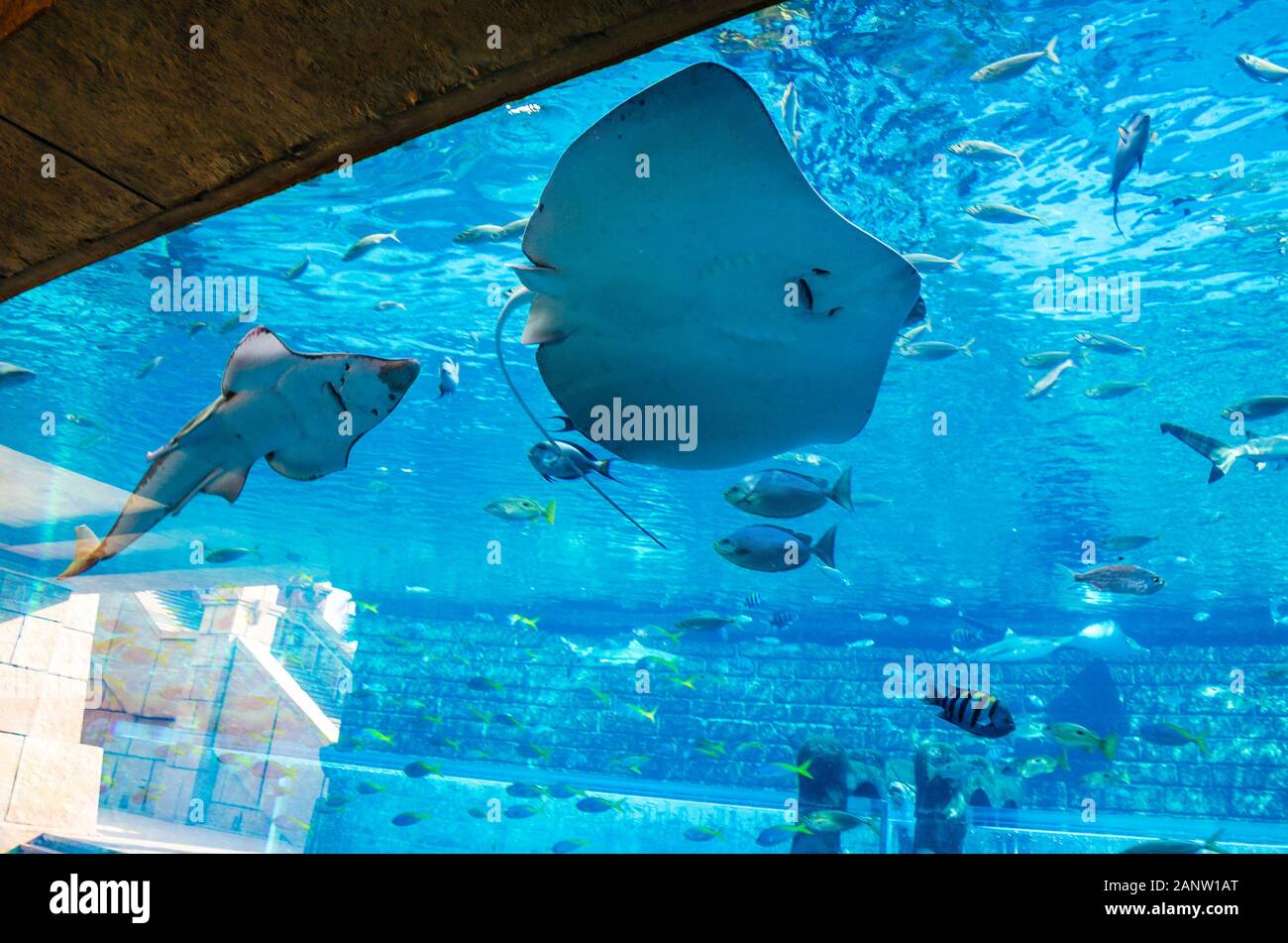 Intérieur de l'aquarium à l'acte de foi toboggan à Dubaï, Aquaventure
