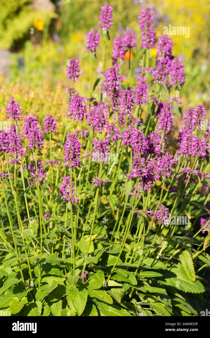 Plantes purple betony (Betonica officinalis ou Stachys officinalis) Banque D'Images