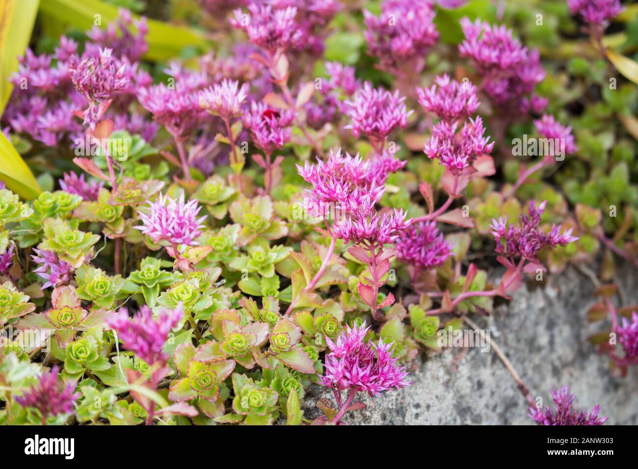 Caucasian Stonecrop Sedum spurium) (dans le jardin. Floral background naturelles Banque D'Images