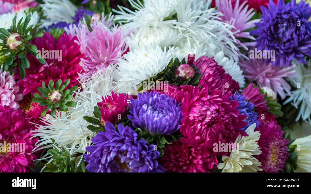 Close up d'un bouquet de chrysanthèmes en différentes couleurs Banque D'Images