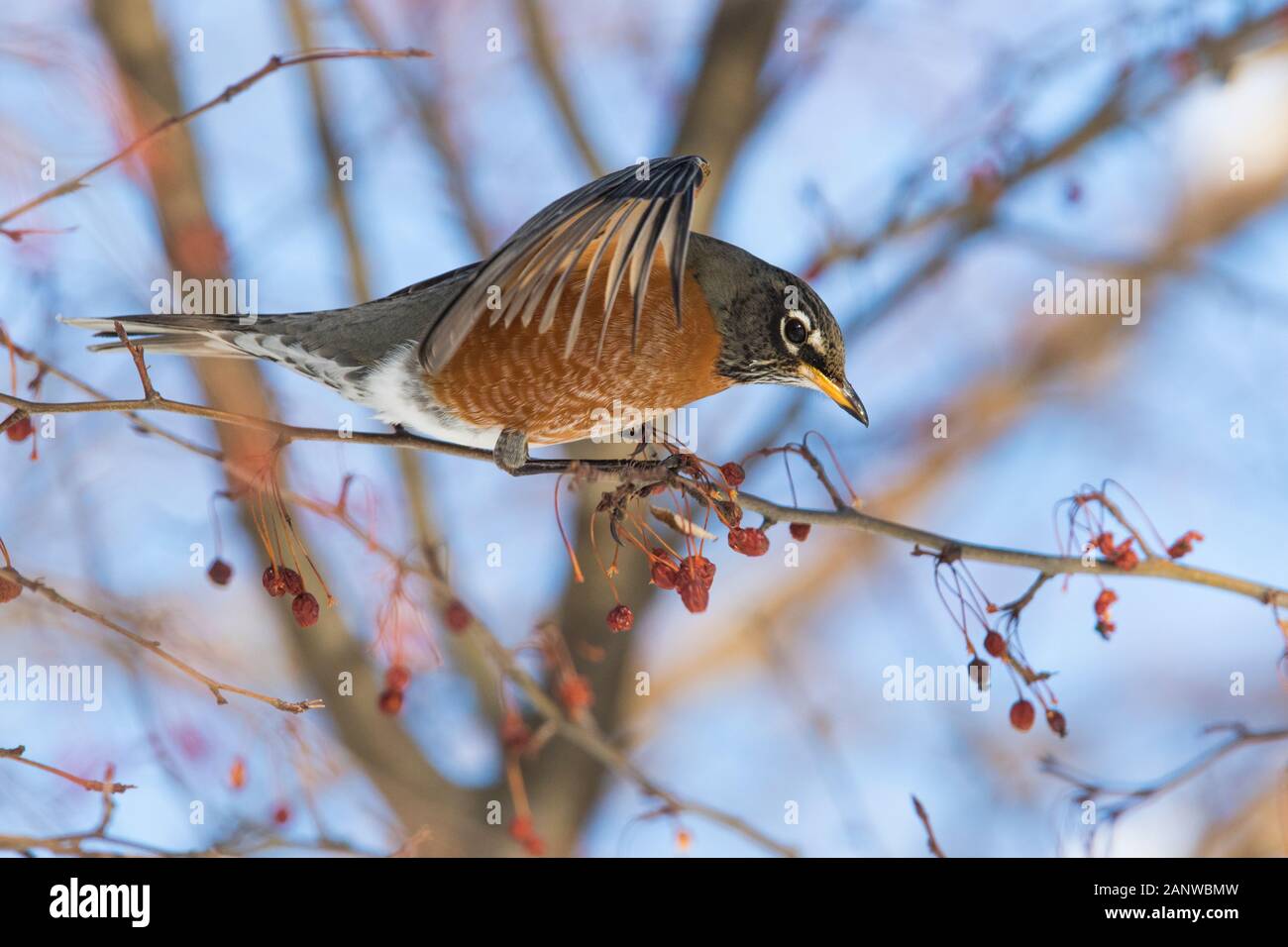 Robin Anerican en hiver Banque D'Images