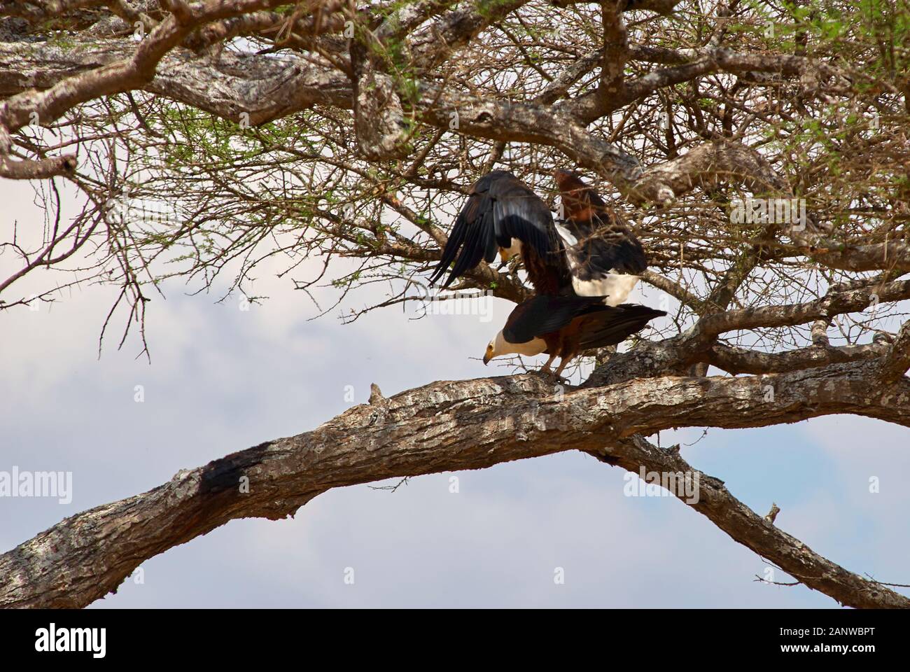 Poissons de l'Afrique de l'accouplement de l'aigle sur un Acacia Banque D'Images