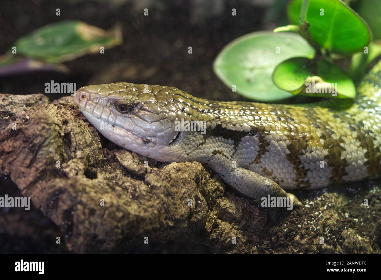 Blue-tongued skink indonésien Banque D'Images