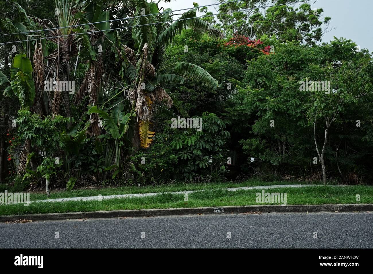 Une cour avant envahie un mur de feuillage vert luxuriant, palmiers, arbustes et arbres bloquent la maison de la rue, à Seven Hills, Brisbane, Australie Banque D'Images