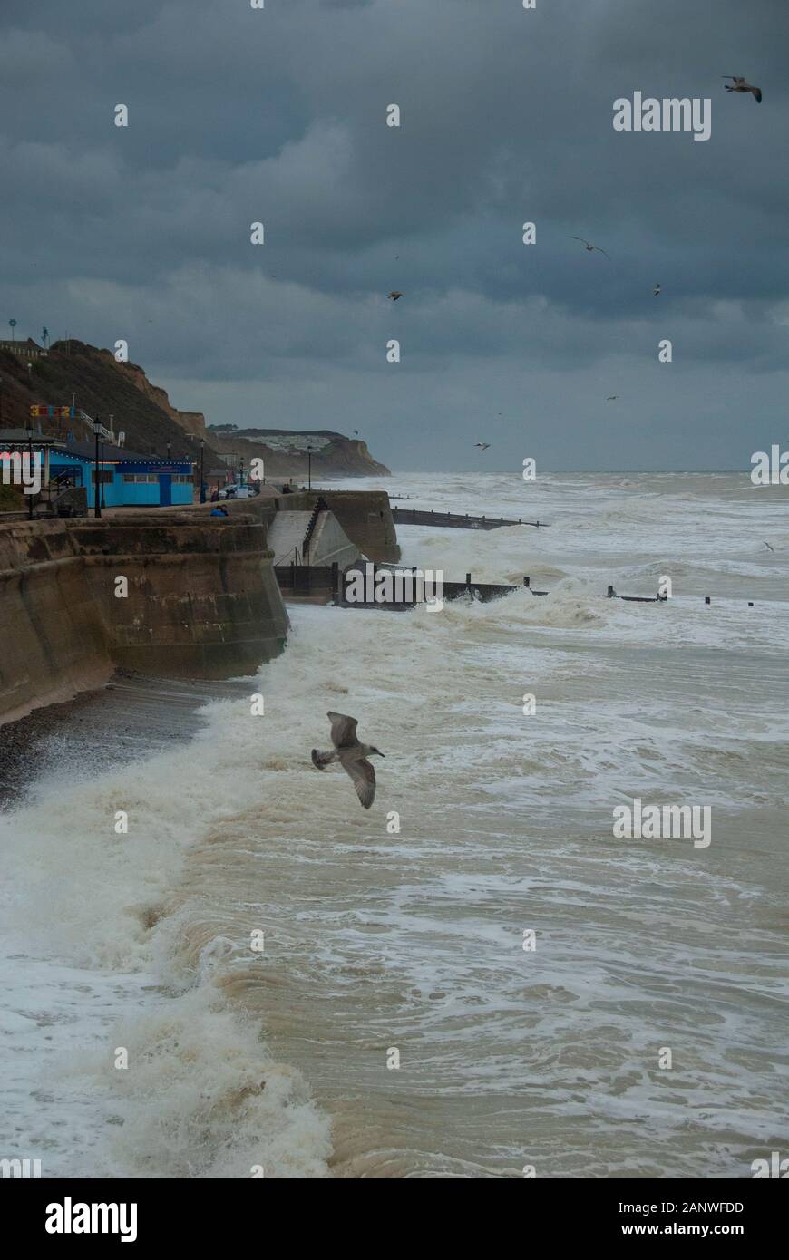 Une mouette sur le front de mer à Cromer Norfolk UK lors d'une tempête automne Banque D'Images