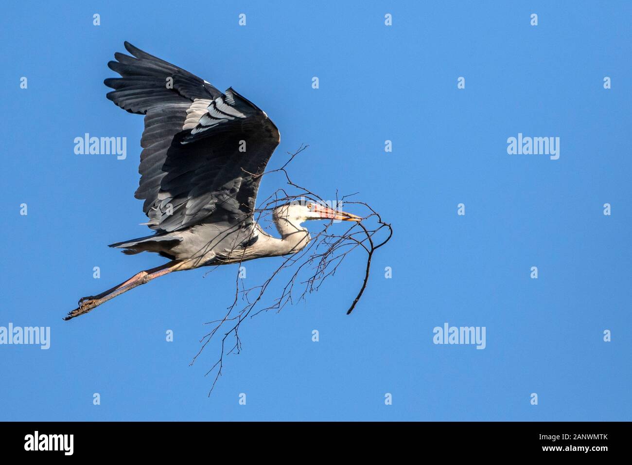 Graureiher (Ardea cinerea) Banque D'Images