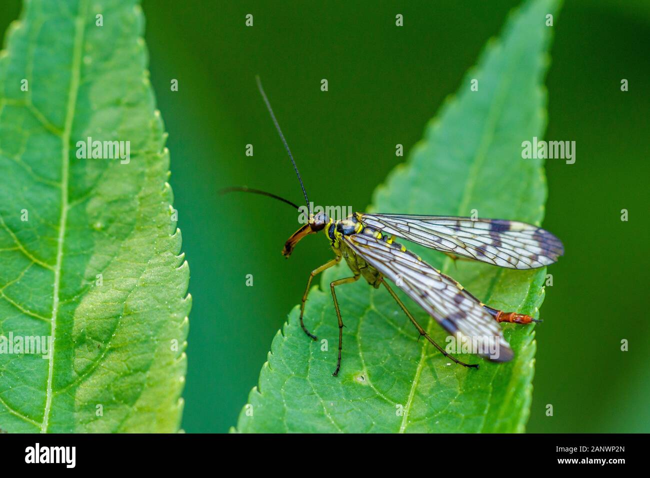 Skorpionsfliege (Panorpa communis) Weibchen Banque D'Images