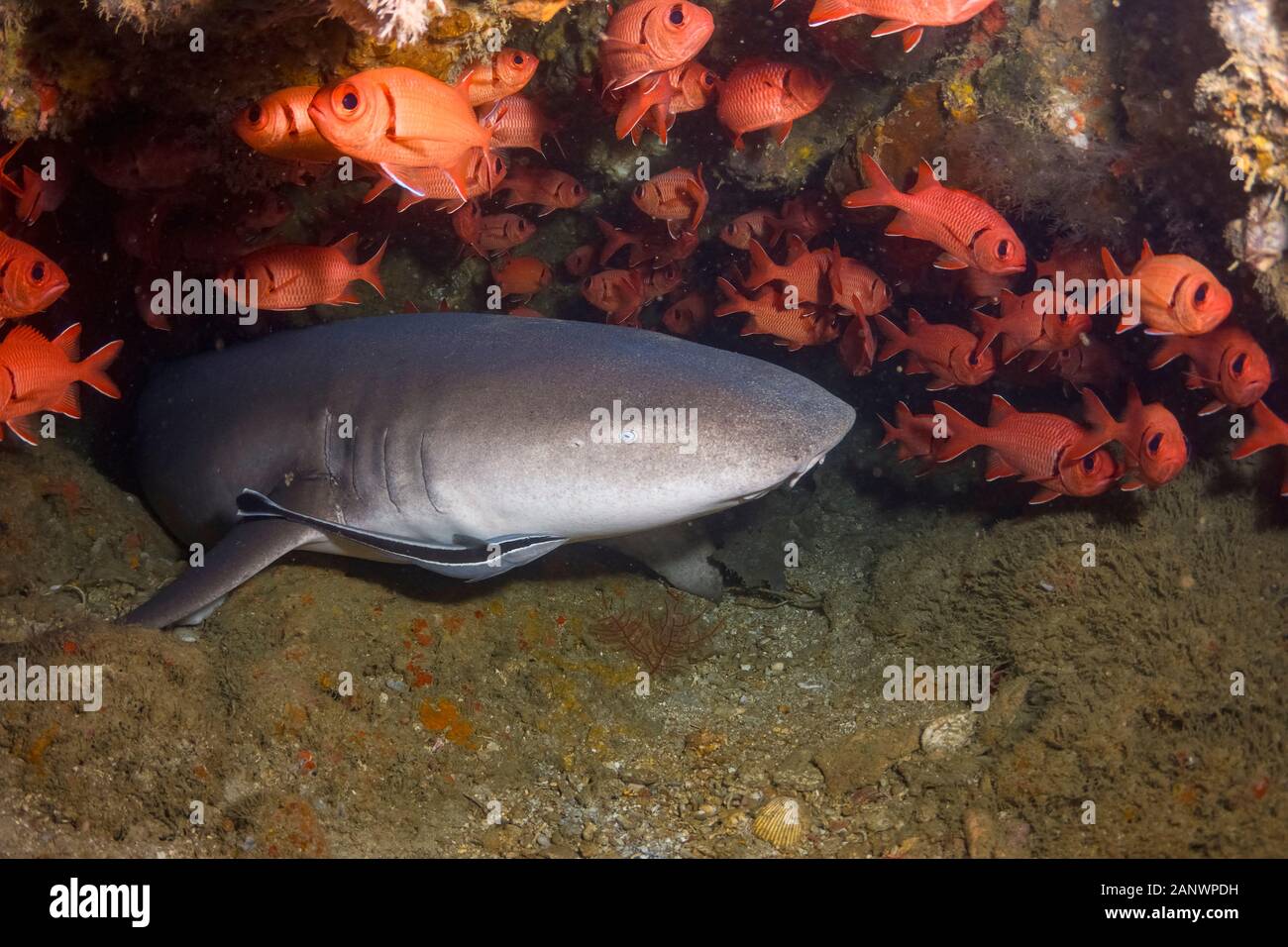 Requin nourrice fauve, Nebrius ferrugineus, entouré de Crimson Myripristis murdjan, soldierfish, Madang, Papouasie Nouvelle Guinée, l'Océan Pacifique Banque D'Images