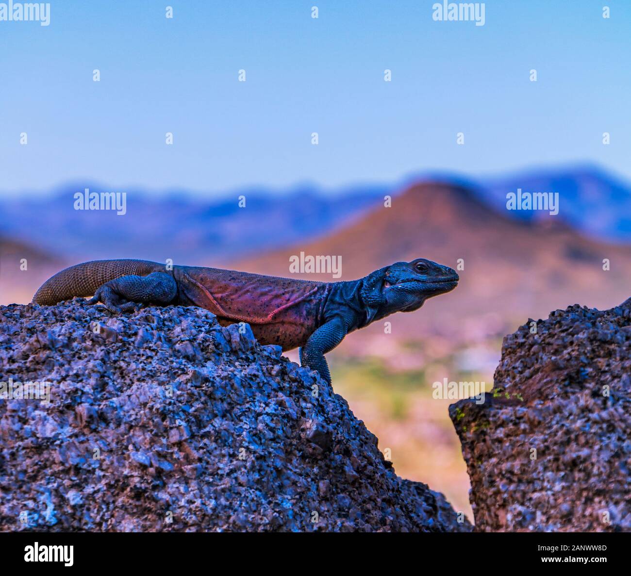 Chukwalla lézard du désert sur un rocher surplombant la vallée et les montagnes de l'Arizona. Banque D'Images