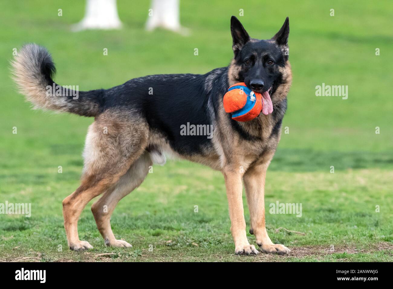 Grande et magnifique German Shepard holding toy chien balle en bouche tout en regardant à travers le parc pour chiens d'herbe. Banque D'Images