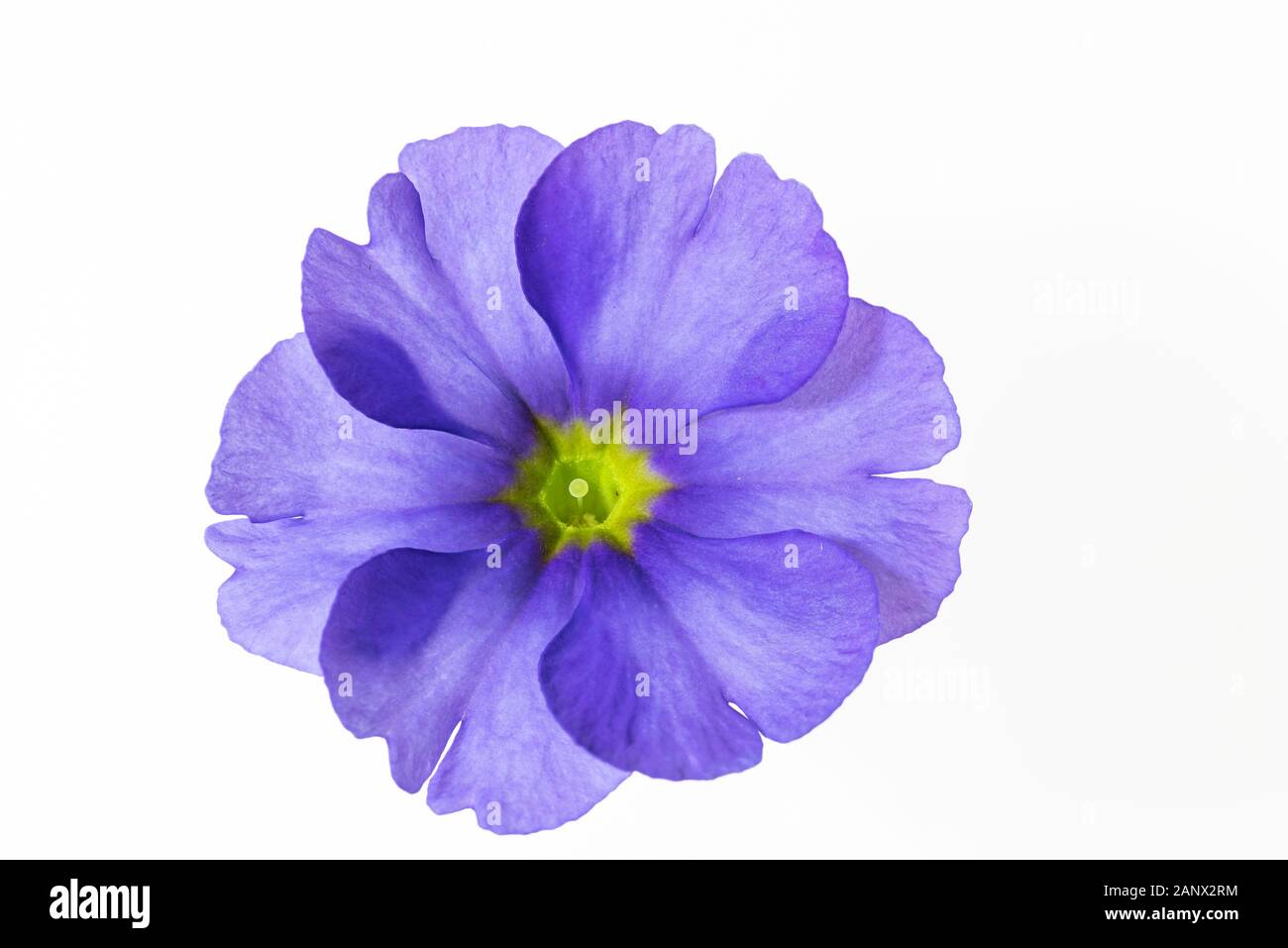 fleur de primula isolée gros plan sur blanc Banque D'Images