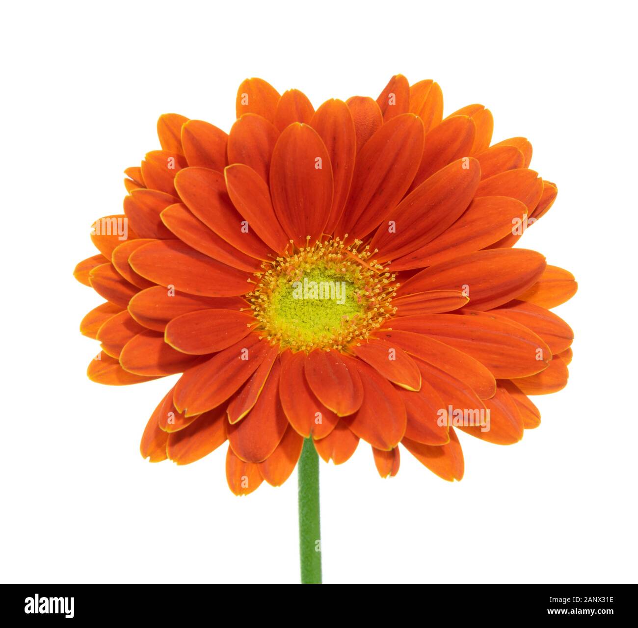 gerbera isolé fleur orange sur fond blanc Banque D'Images