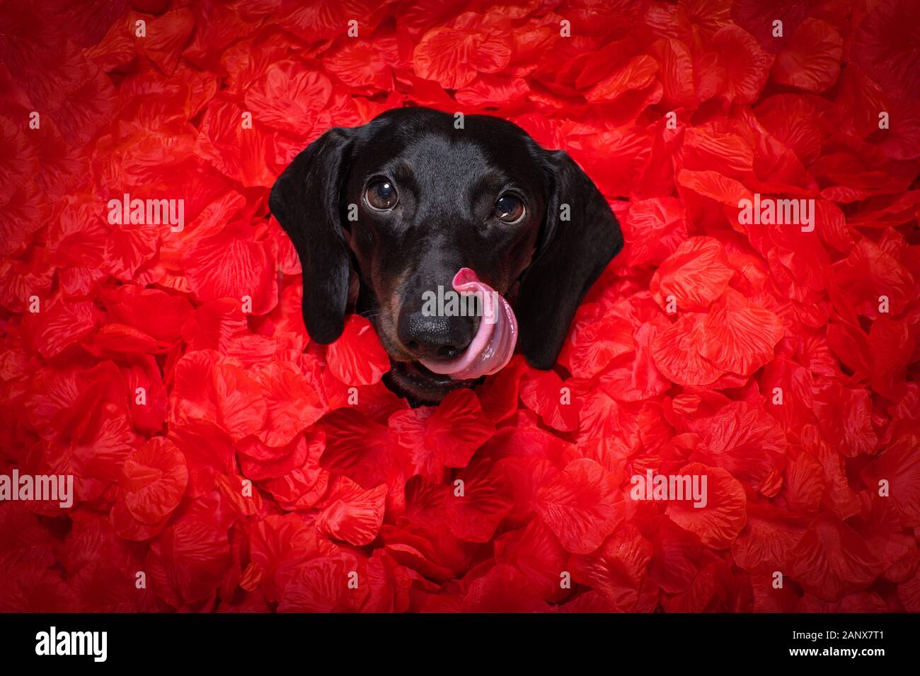 suasage dachshund chien allongé dans un lit plein de pétales de fleur de rose rouge comme fond , dans l'amour sur la saint valentin et si mignon Banque D'Images