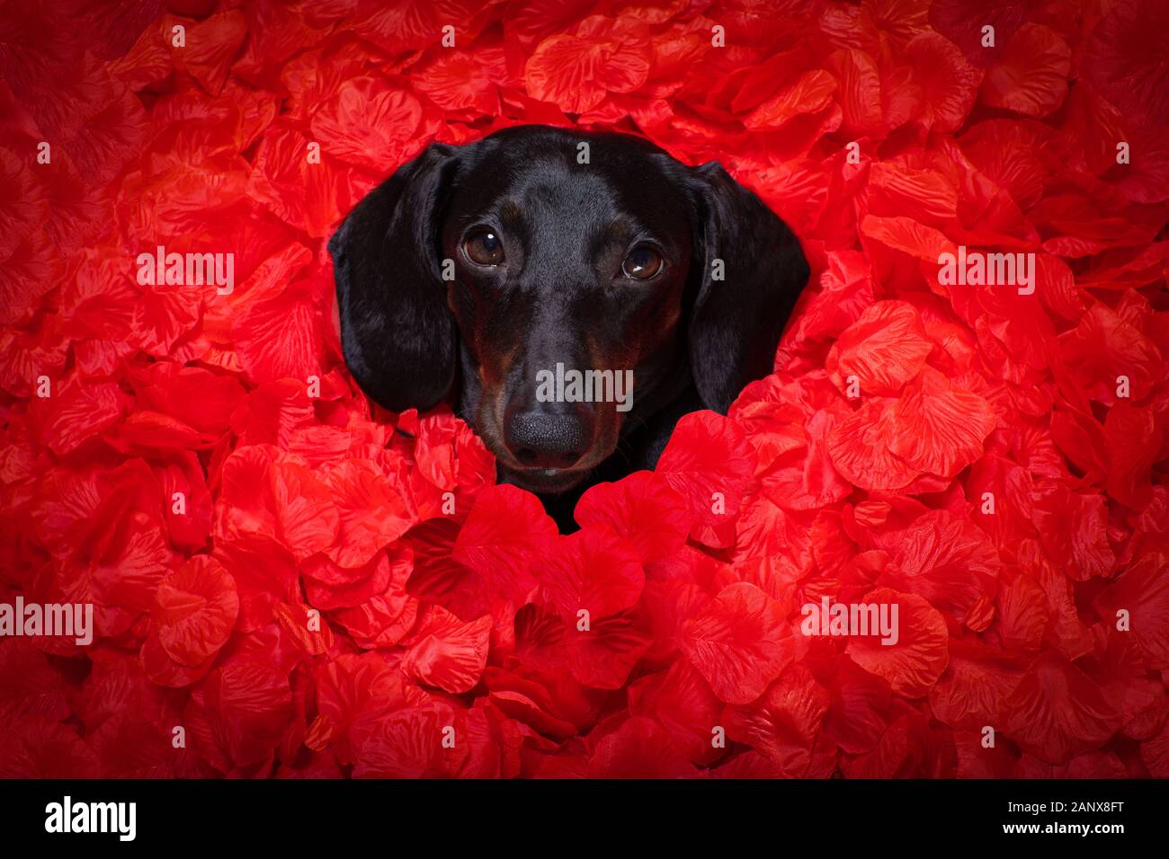 suasage dachshund chien allongé dans un lit plein de pétales de fleur de rose rouge comme fond , dans l'amour sur la saint valentin et si mignon Banque D'Images