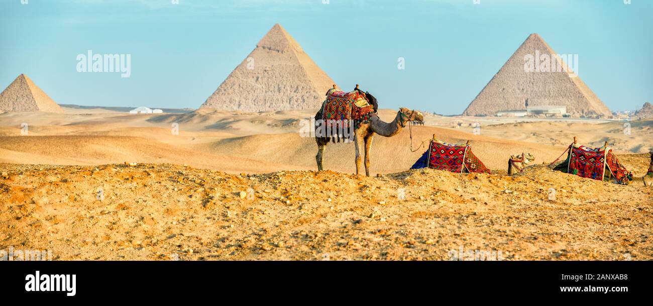 Trois chameaux devant les pyramides de Gizeh Banque D'Images