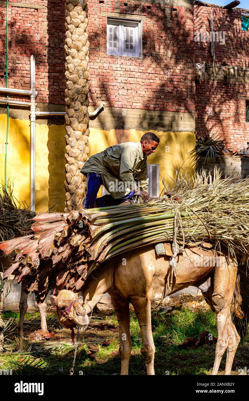 Sécurisation d'une charge de la date Palm fronds à l'arrière d'un chameau Banque D'Images