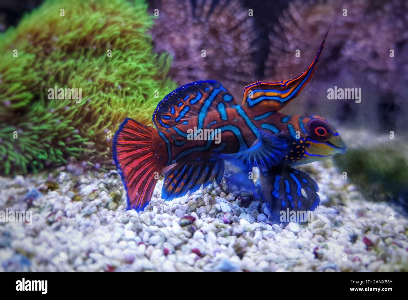 Poisson mandarin rouge mâle - Synchiropus spléendidus Banque D'Images