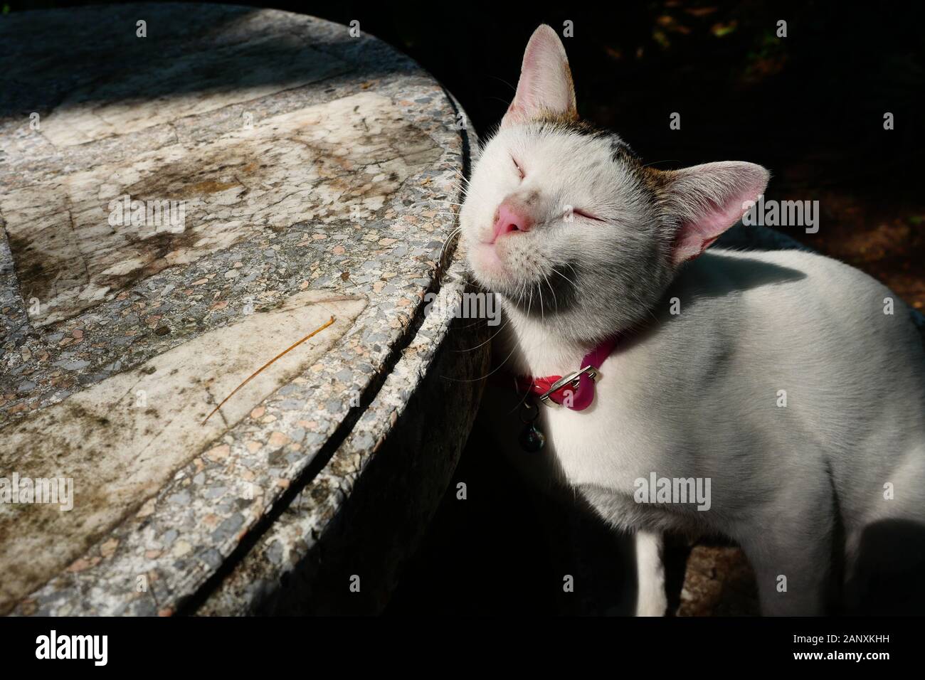 Blanc et gris, les cheveux courts chat frotte sa joue contre une table en béton, les yeux du chat fermé avec un col rouge sur fond de couleur noire Banque D'Images