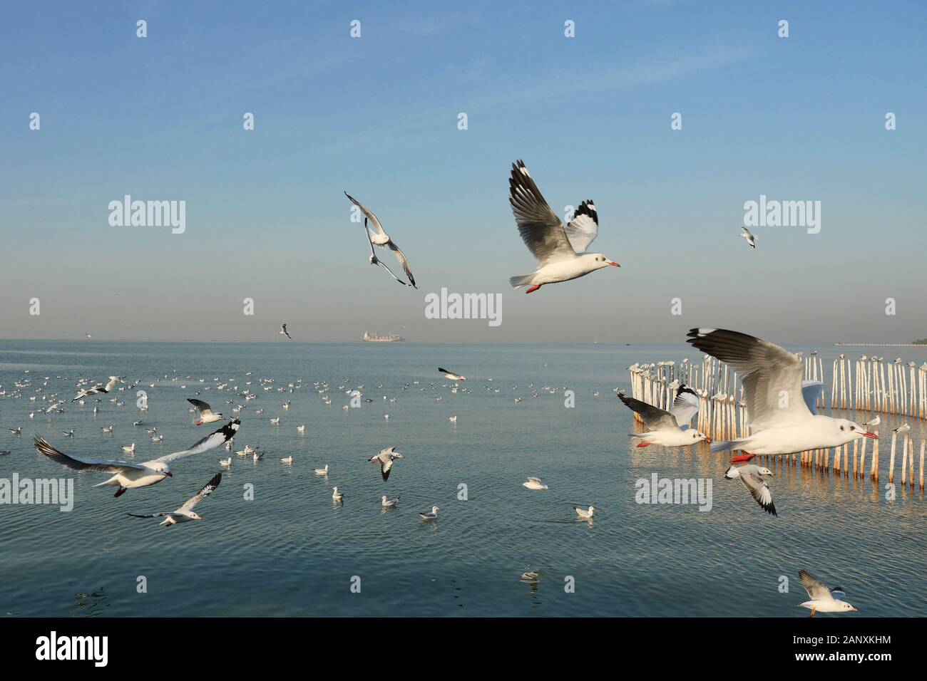 Groupe de vol de mouettes et flottant sur la surface de la mer , mouette avec ciel bleu en arrière-plan à Bang Poo Retraite sportive, les oiseaux migrateurs Banque D'Images