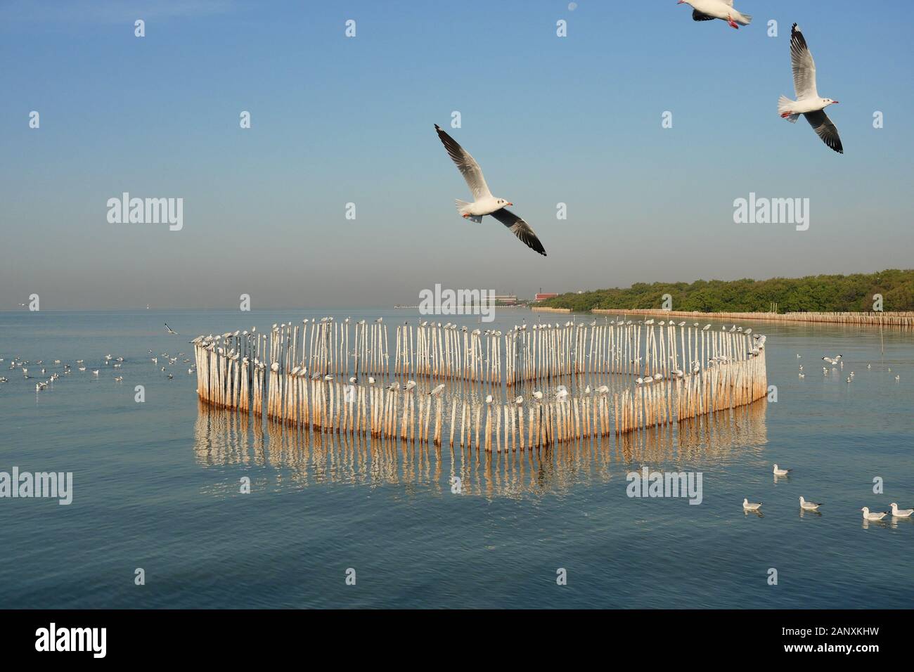 Groupe de mouettes debout sur les tiges de bambou disposés en forme de coeur dans la mer, Seagull flying à Bang Poo Retraite Loisirs ,d'oiseaux migrateurs Banque D'Images