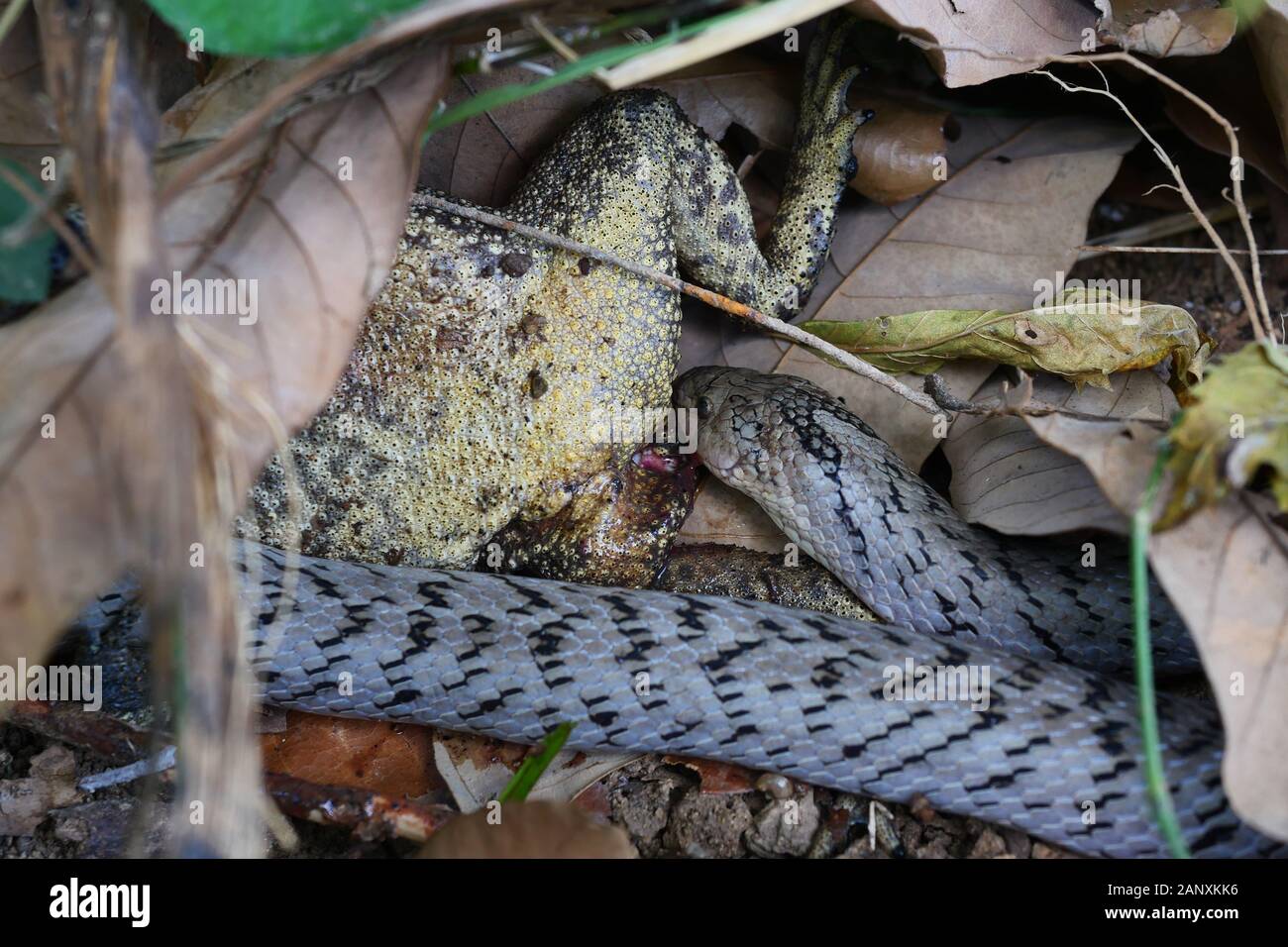 Le serpent kukri ( Oligodon fasciolatus ) mordre et manger dans la forêt, à Crapaud grenouille chasse Reptiles reptiles venimeux, se cachant sous brown feuille sèche Banque D'Images
