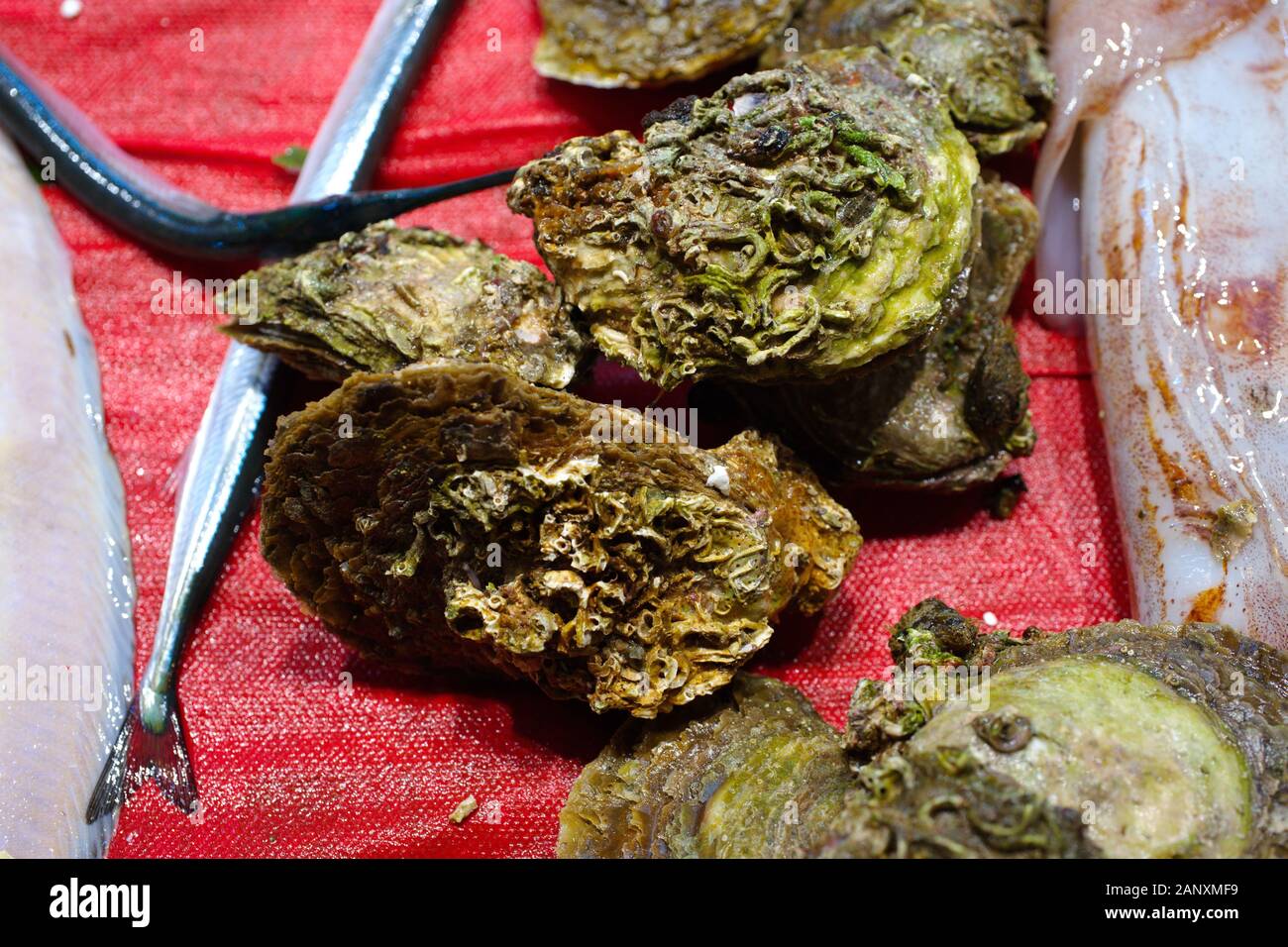 Coquille fraîche huîtres au marché aux poissons. Les huîtres sur un comptoir de poissons Banque D'Images