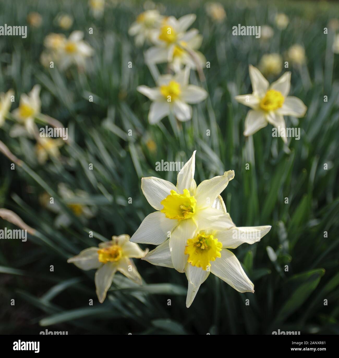 La jonquille (Narcissus pseudonarcissus sauvages) - Hall County, en Géorgie. Les belles fleurs au début du printemps de la Jonquille sauvage. La jonquille (Narcissus sauvages Banque D'Images