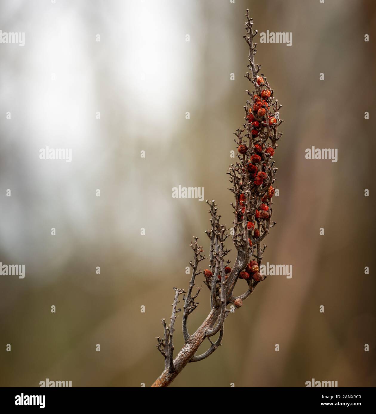 Gousse lisse le sumac (Rhus glabra) - Hall County, en Géorgie. Le reste des fruits rouges sur la cosse de graine d'un arbre Sumac lisse au milieu de l'hiver. Sumac lisse s Banque D'Images