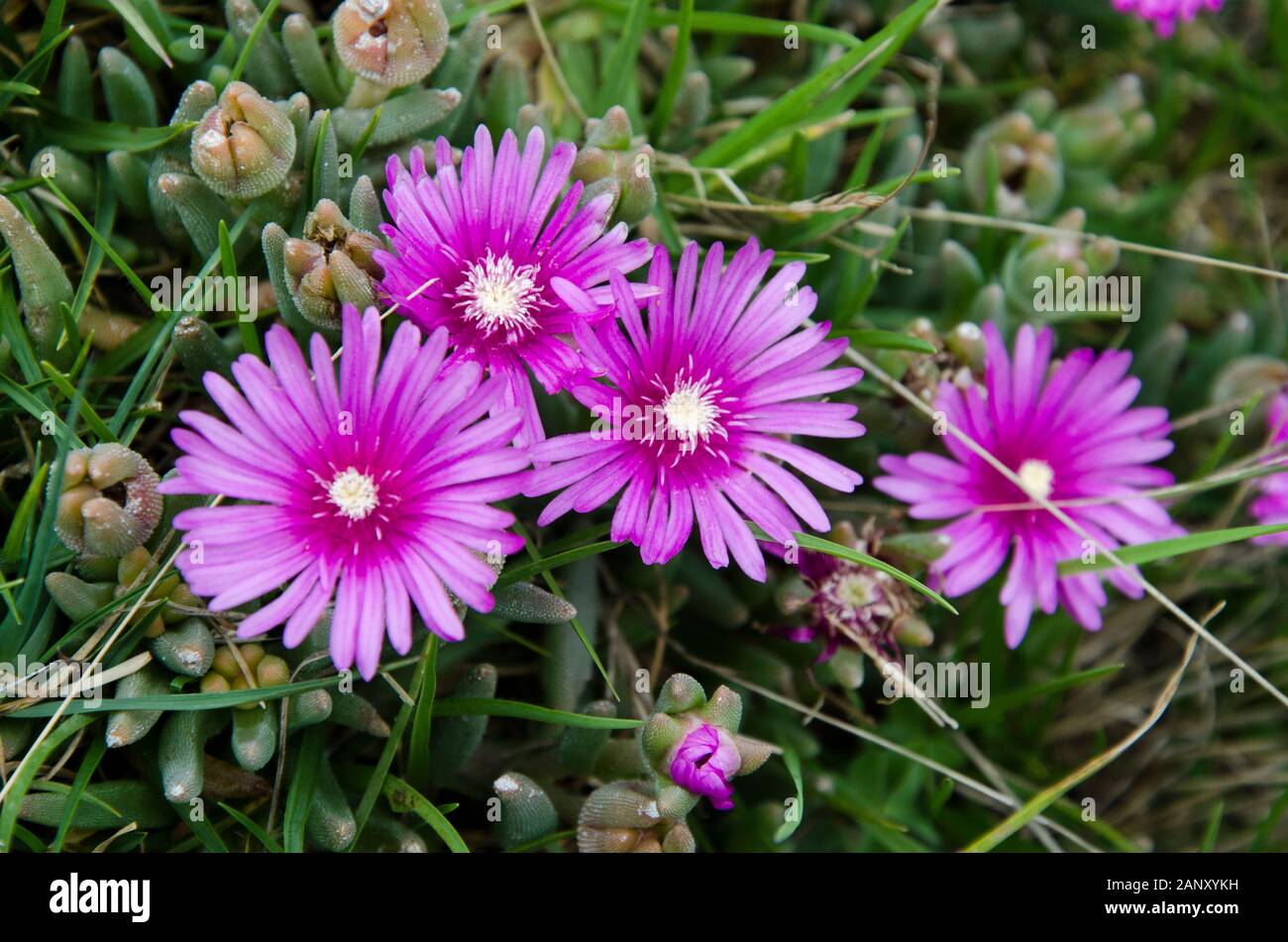 Usine de glace arrière, lampranthus spectabilis ; au printemps fleuri magnifiquement Banque D'Images